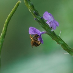 Mellitidia tomentifera