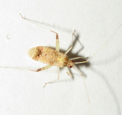 Phytocoris depictus