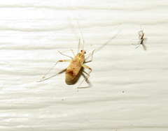 Phytocoris depictus