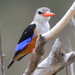 Southern Greyheaded Kingfisher - Photo (c) copper, some rights reserved (CC BY-NC), uploaded by copper