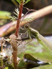 Ischnura