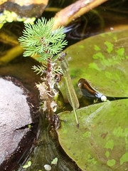 Ischnura