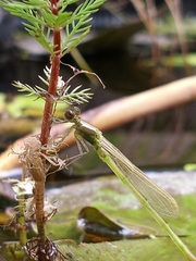 Ischnura