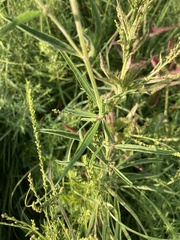 Salvia azurea