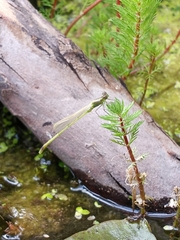 Ischnura