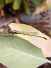 Ischnura