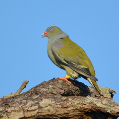 African Green Pigeon photo 3