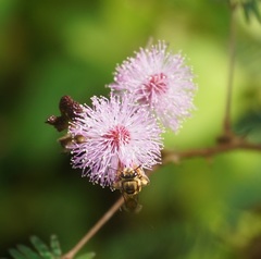 Mellitidia tomentifera