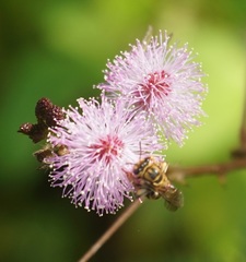 Mellitidia tomentifera
