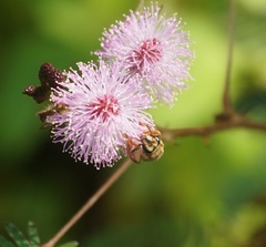 Mellitidia tomentifera
