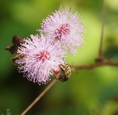 Mellitidia tomentifera