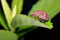 Hotea curculionoides