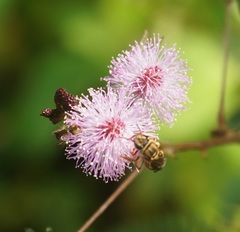 Mellitidia tomentifera