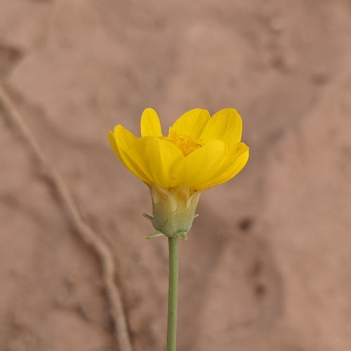 Image of Thelesperma subnudum by (c) Dominic Gentilcore, some rights reserved (CC BY)