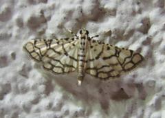 Hileithia rehamalis