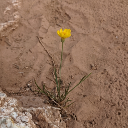 Image of Thelesperma subnudum by (c) Dominic Gentilcore, some rights reserved (CC BY)