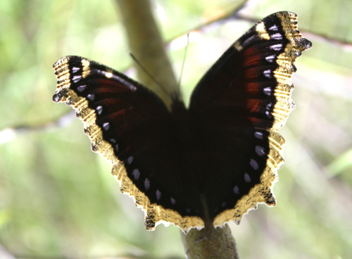 iNaturalist observation photo of Mourning Cloak