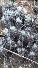 Dudleya virens