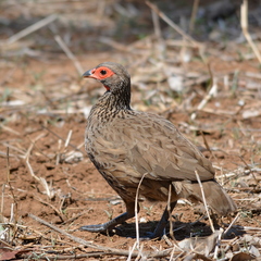 Pternistis swainsonii swainsonii