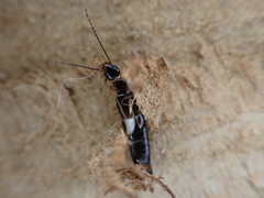 Euborellia cincticollis