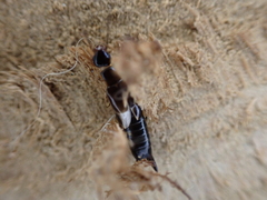 Euborellia cincticollis