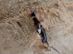 Euborellia cincticollis