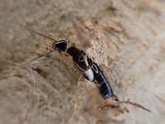 Euborellia cincticollis