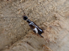 Euborellia cincticollis