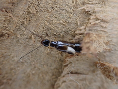 Euborellia cincticollis