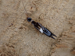 Euborellia cincticollis