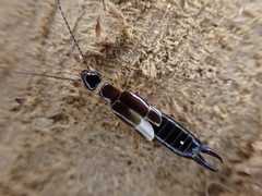 Euborellia cincticollis
