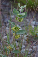 Asclepias viridiflora