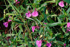 Impatiens chinensis