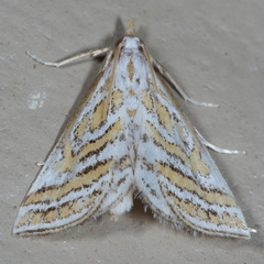Leptosteges parthenialis