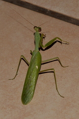 Sphodromantis