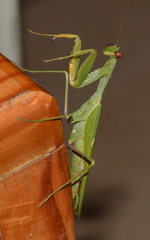 Sphodromantis