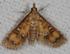 Niphograpta albiguttalis
