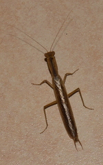 Tarachodes