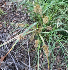 Cyperus pseudothyrsiflorus