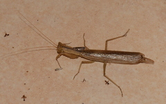 Tarachodes