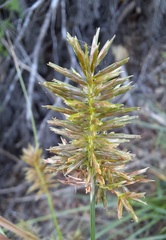 Cyperus pseudothyrsiflorus