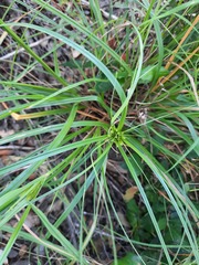 Cyperus pseudothyrsiflorus