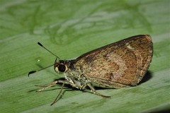 Callimormus saturnus