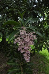 Mangifera caesia