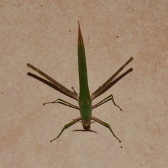 Acrida acuminata