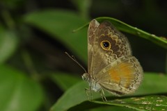 Perophthalma tullius