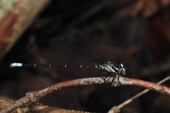 Argia frequentula