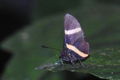 Isapis agyrtus