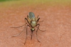 Aedes scapularis