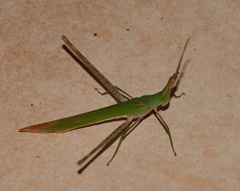 Acrida acuminata
